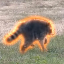 JIMOTHY logo